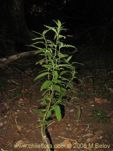 Bild von Solanum valdiviense (Huévil / Llaguecillo). Klicken Sie, um den Ausschnitt zu vergrössern.